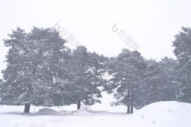 美丽的圣诞自然树暴风雪在冬天的景观在傍晚的降雪景观