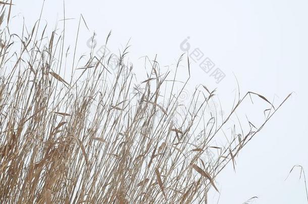 马尾枯草芦苇在河流上的雪冬景观俄罗斯