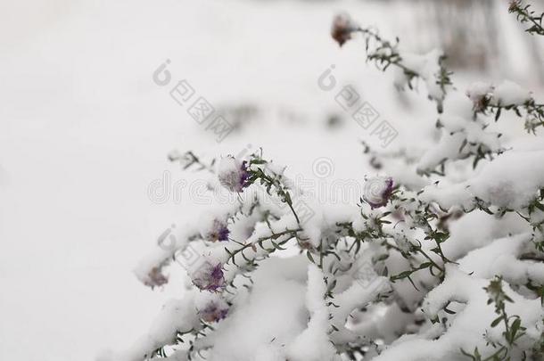 冰冻美丽的田野草在冬天下雪的景观自然