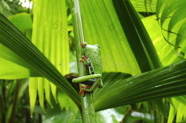 青蛙红眼哥斯达黎加