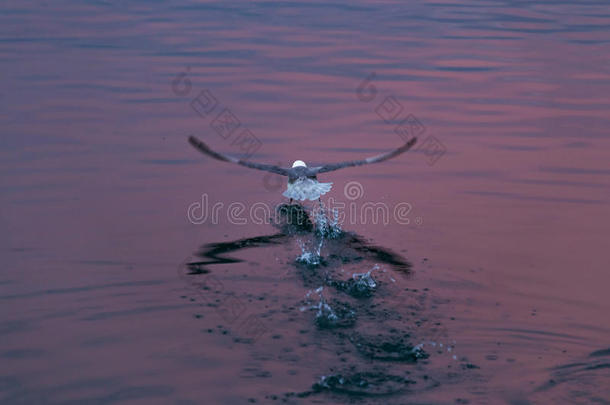 海鸥的后视图，带着<strong>脚步声</strong>飞行，溅在涟漪的水中