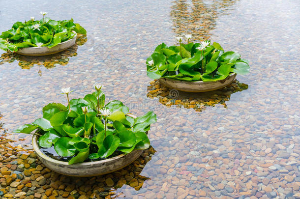 美丽的白莲花在水面上。