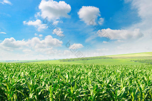 绿油油的玉米地和蓝天