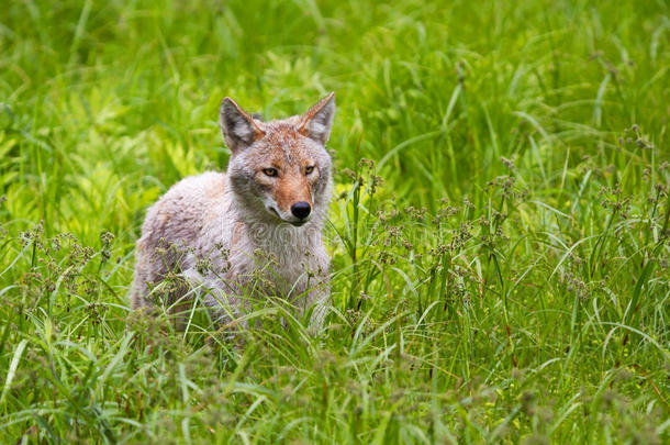 一只孤独的郊狼(；CanisLatrans)；站在加拿大<strong>春天</strong>的草地上
