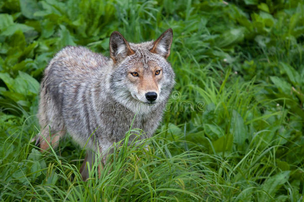 一只孤独的郊狼(；CanisLatrans)；站在加拿大<strong>春天</strong>的草地上
