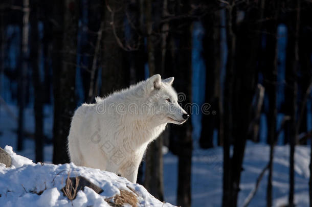 在加拿大冬天的雪中，一只孤独的北极<strong>狼</strong>犬<strong>狼狼</strong>疮arctos站在岩石悬崖上