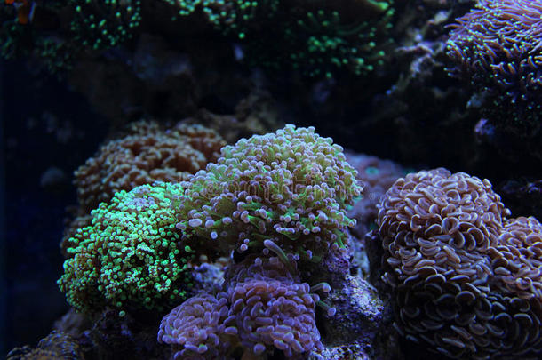 叶蛙产卵珊瑚