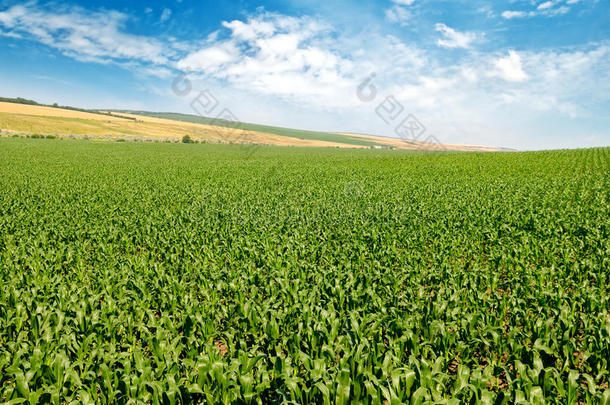 绿油油的玉米地和蓝天