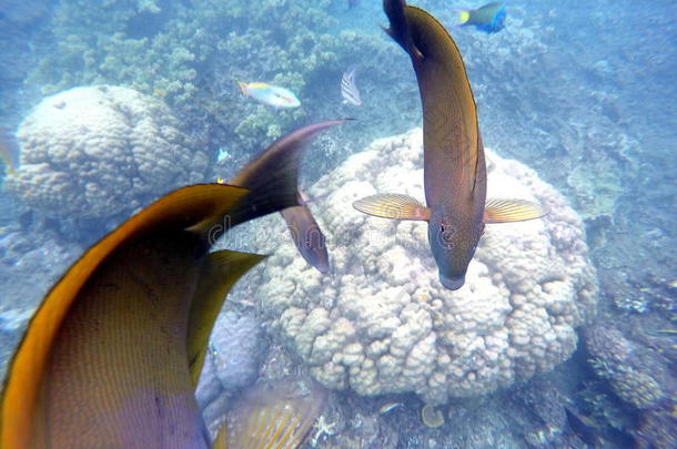 蓝色海水中的珊瑚鱼和珊瑚。 棕色和橙色的外科医生鱼在白色珊瑚礁上游泳。