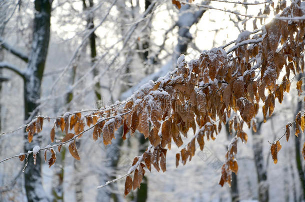 一棵贝<strong>辰</strong>树的枝条，有秋天的叶子，覆盖着雪