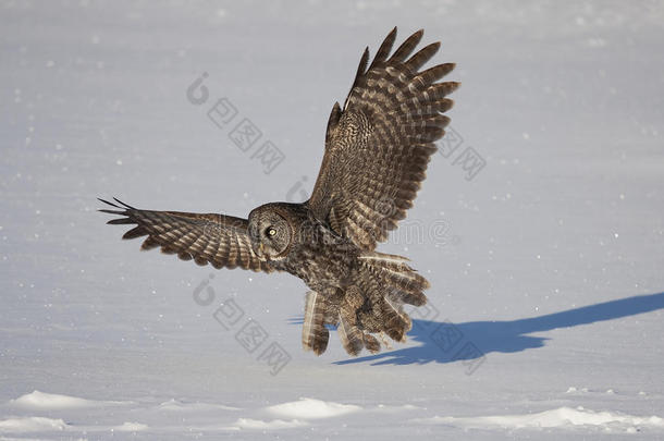 伟大的灰色猫头鹰(；条纹星云)；在加拿大的一个白雪覆盖的田野上狩猎