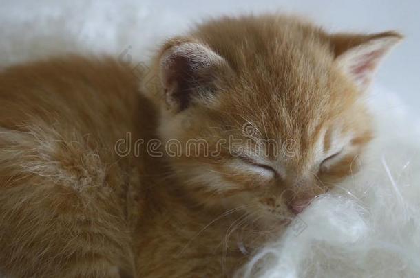 姜小猫睡觉时裹着白猫针织围巾绒毛