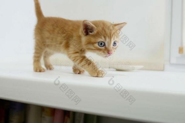 姜小猫猫走在房子的窗台上