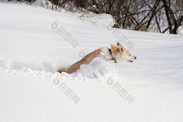 狗日本秋田在田野里快速地穿过积雪。