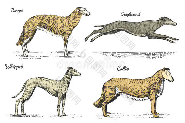 狗品种雕刻，手绘矢量插图在木刻剪板风格，老式绘画种类。