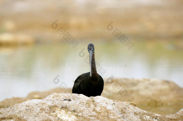 光滑的ibis在土丘的背面