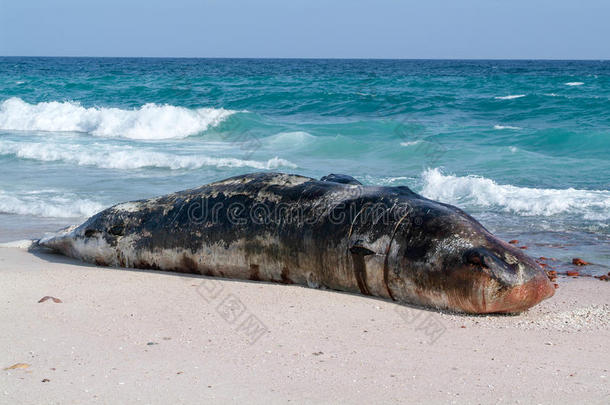 一条搁浅的抹香鲸死在索科特拉岛的海滩上