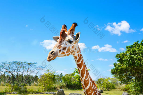 动物园野生动物园里的长颈鹿。 美丽的野生动物