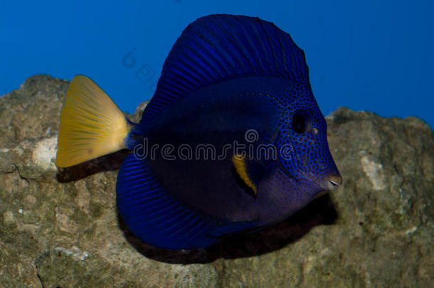 水族馆水生的蓝色潜水鱼