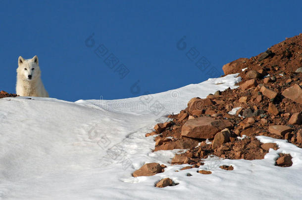 雪山上的北极狼