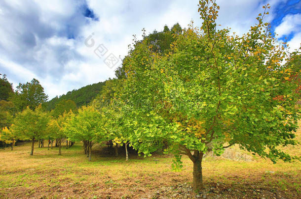 美丽的绿色风景与<strong>黄色</strong>的<strong>银杏树</strong>