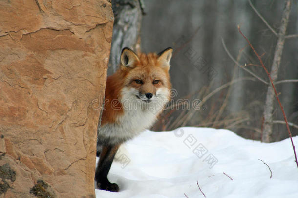 动物动物群狐狸哺乳动物明尼苏达州
