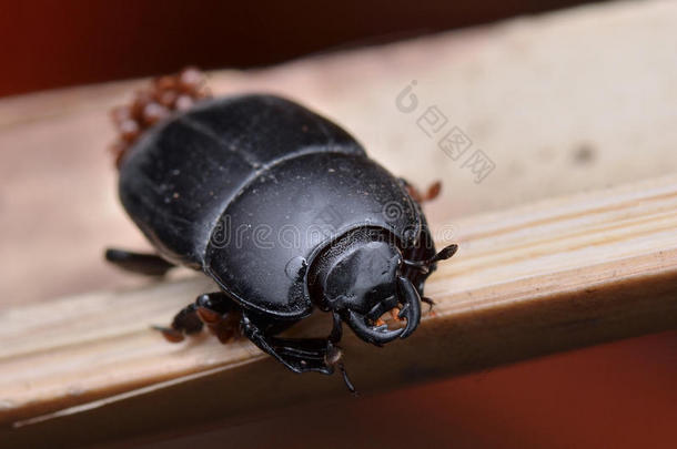 黑甲虫
