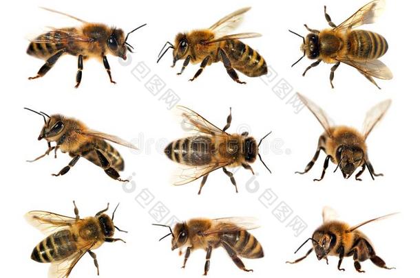 蜜蜂或蜜蜂群，蜜蜂