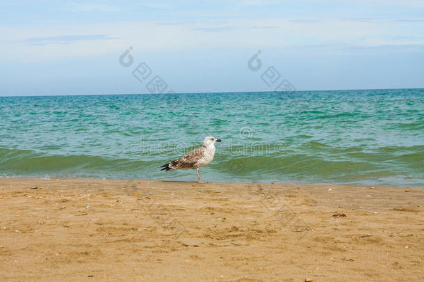 亚得里亚海海景。意大利<strong>海滨</strong>，夏季<strong>沙滩</strong>和海鸥。