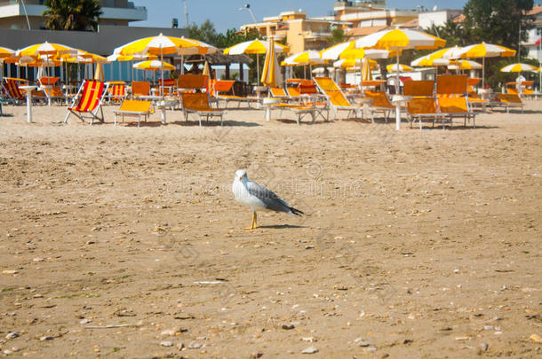 亚得里亚海海岸景观。 意大利海滨，沙滩上的夏季雨伞和海鸥。
