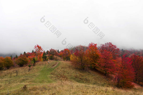 秋天的景观与风景丰富多彩的草地和树木森林