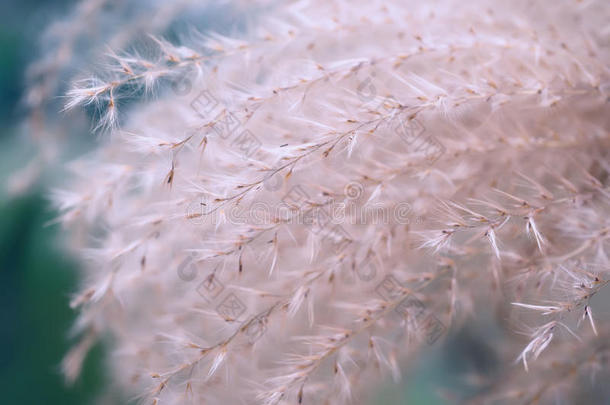 近景色调的植物草的图像，软焦点类似于羽毛或针，NassellaTenuissima。 装饰