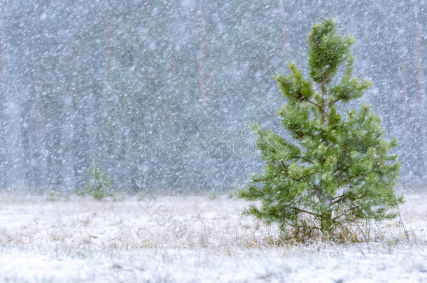 黎明时分，森林里的第一场雪和<strong>青松</strong>，