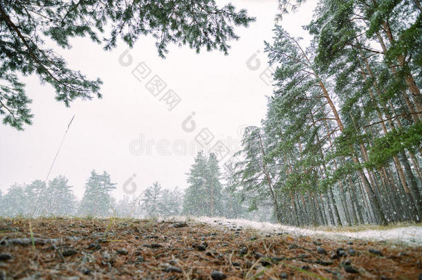 黎明时分，森林里的第一场雪和青松，