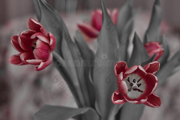 花束喜庆盛开的红色郁金香在统一的背景