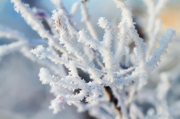 冬天的公园里，树枝上覆盖着白色的毛茸茸的雪花