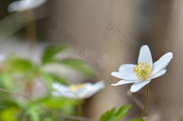 天葵是天葵属早春开花植物。