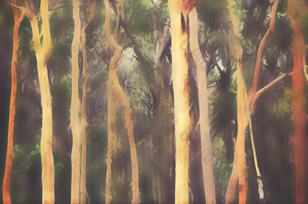 抽象的澳大利亚薄雾桉树森林背景