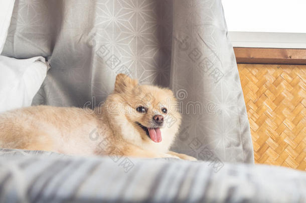 动物美丽的床卧室犬科动物