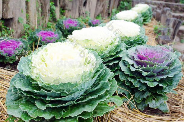 新鲜卷心菜蔬菜系列在花园与草巴