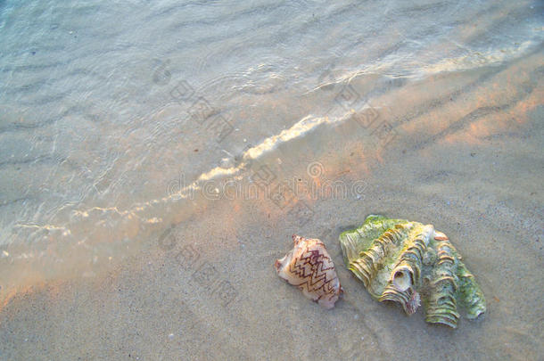 海滩上的一对贝壳，颜色柔和