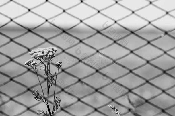背景网格上的坦西花。 黑白相间。