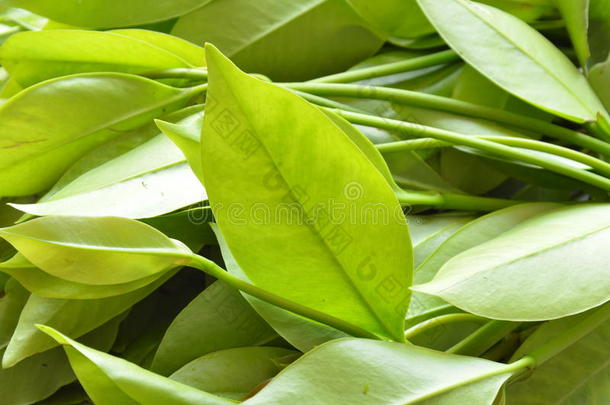 加西尼亚科瓦热带草本植物味道酸，但健康的食物在托盘上