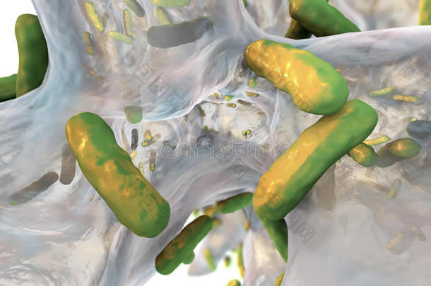 抗生素耐药细菌铜绿假单胞菌生物膜