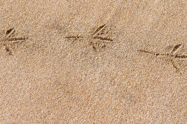 鸟儿在潮湿的沙滩上`在沙漠沙滩上的台阶