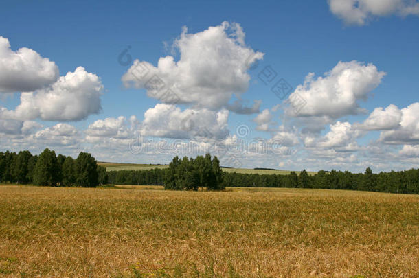 在蓝天和桦树林的背景下，一片成熟的小麦田。 夏天的风景。