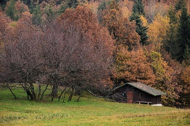 秋天的风景在斯蒂亚维尼察山与木制小屋覆盖落叶