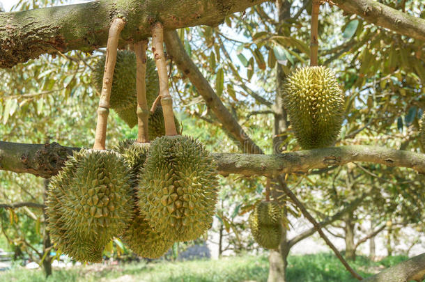 新鲜榴莲在泰国果园的树上，榴莲是水果之王