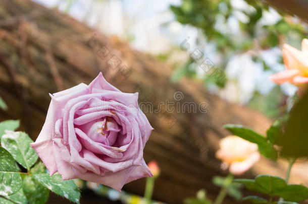 美丽的粉红色玫瑰花。 自然颜色背景。 情人节`