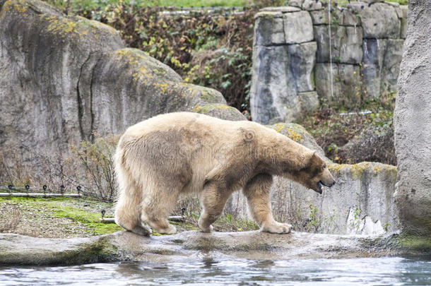 大白熊。 北极熊去海里游泳。 阿拉斯加的早春野生熊钓到一条鱼。